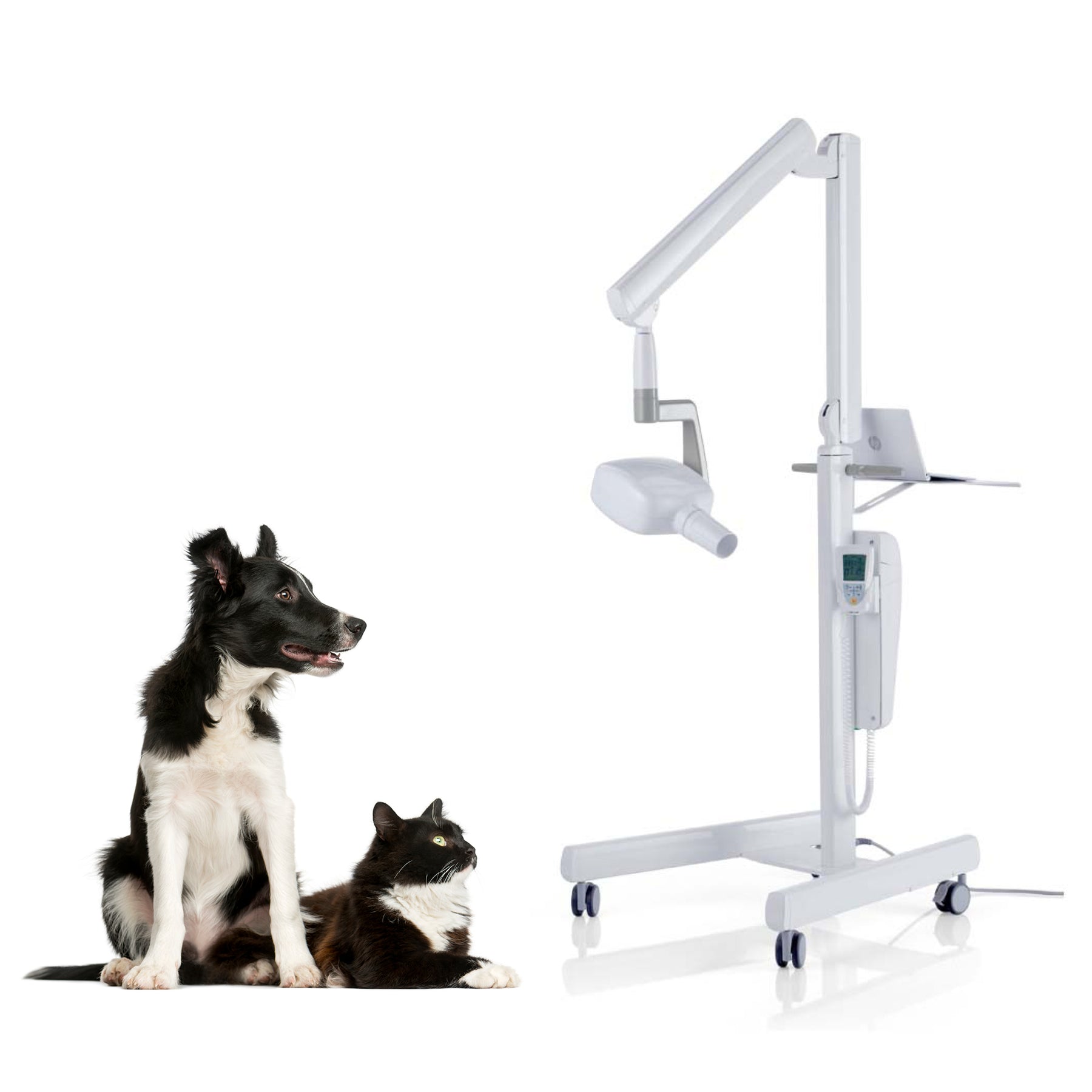 Vet X-ray
