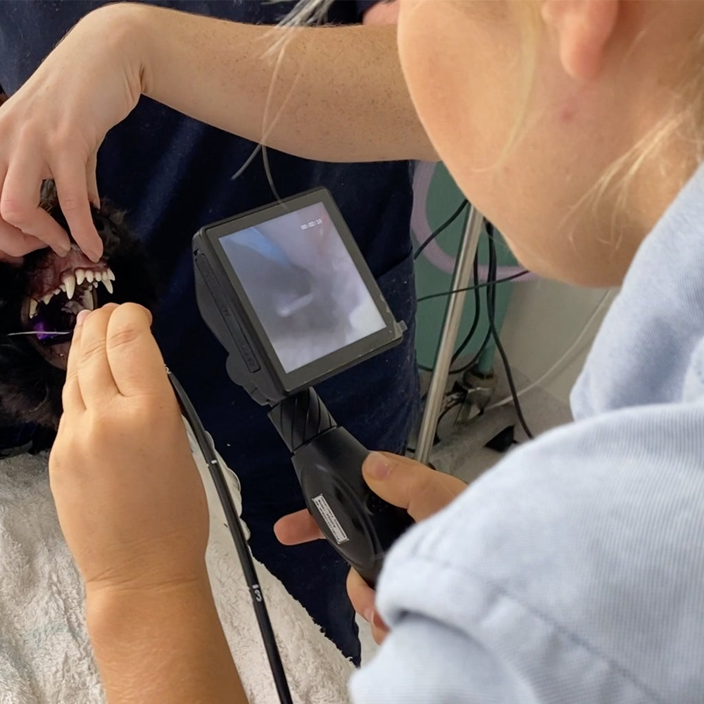 A busy Sydney Vet Practice performs Endoscopy in-house