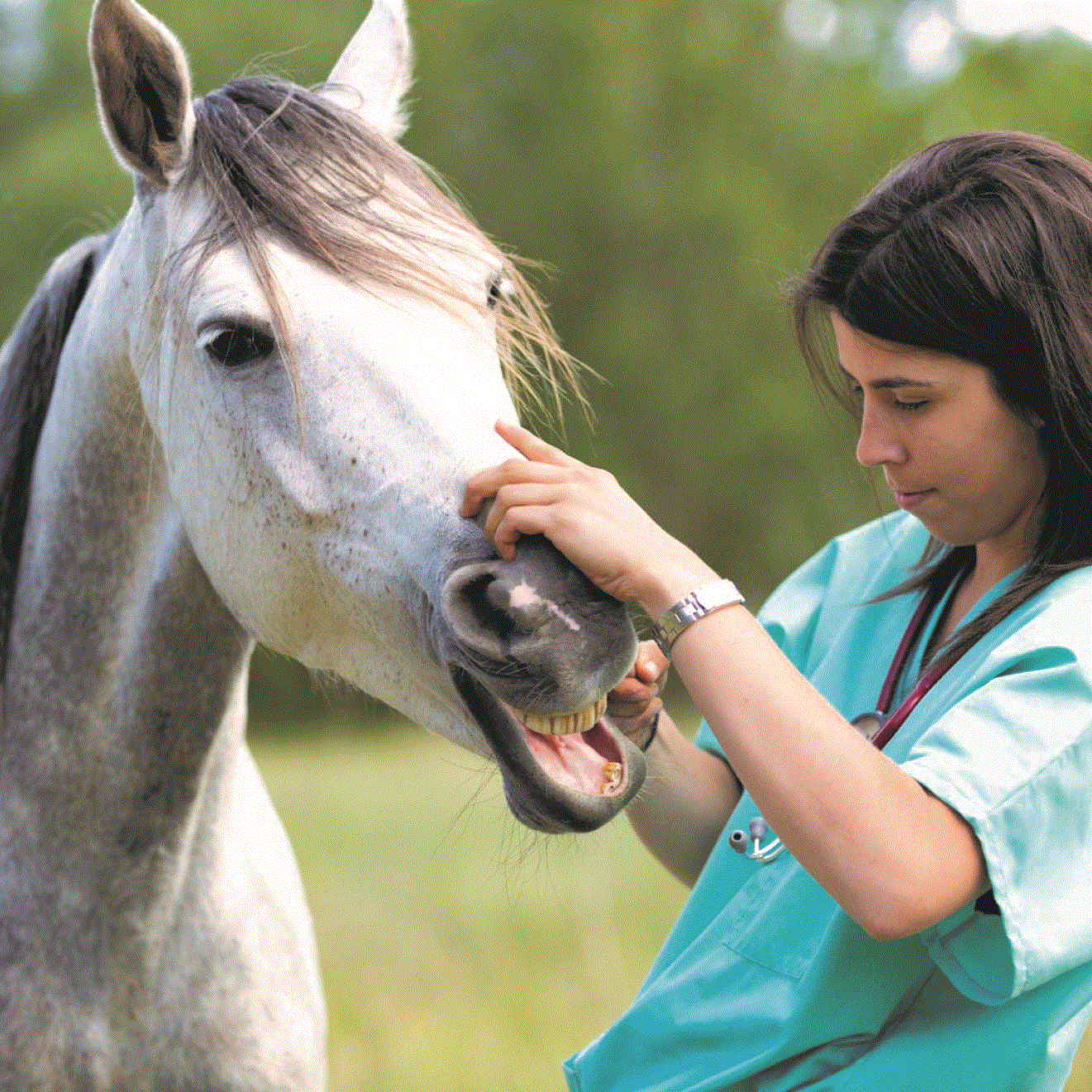 Horse Dental X-ray Check Dexcowin COCOON Handheld Vet X-ray