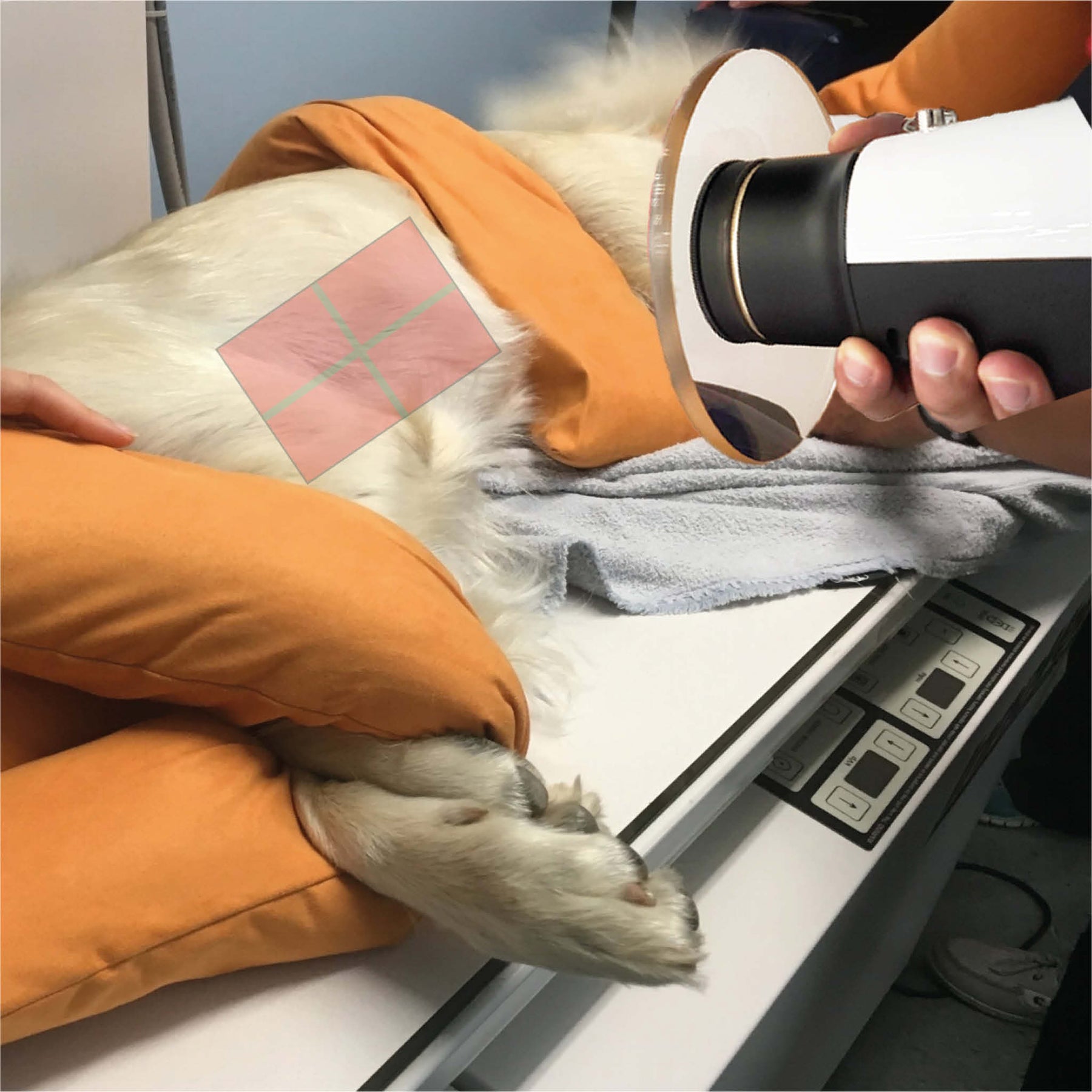 Dexcowin COCOON Handheld Vet X-ray portable unit for animals of all sizes